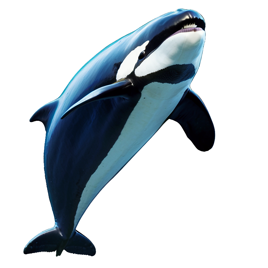 Oceanic Orca Png Umq PNG Image