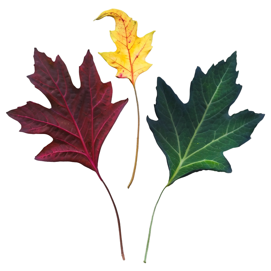 October Leaves Png 05042024 PNG Image