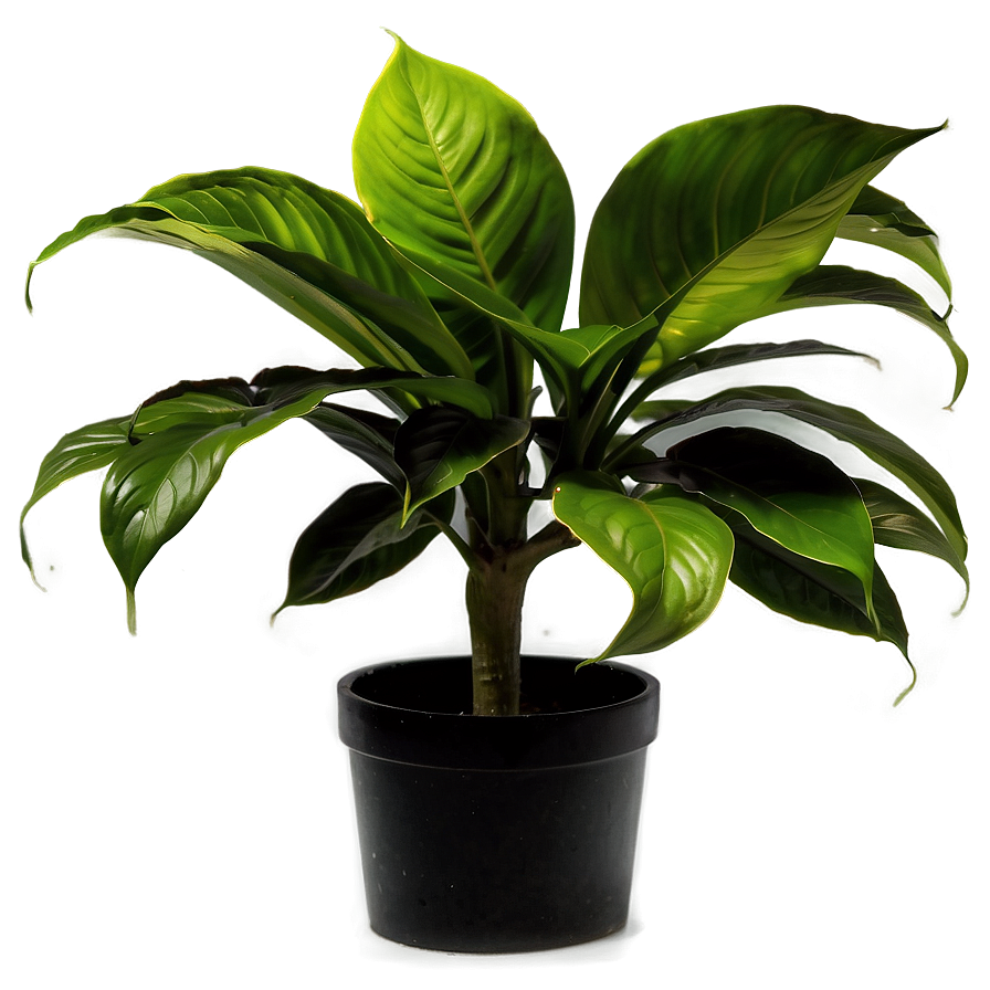 Office Plant Png 05032024 PNG Image