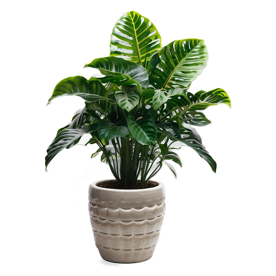 Office Plant Png Tiu PNG Image