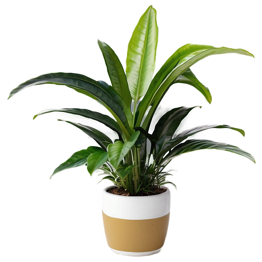 Office Plants Png Huc32 PNG Image