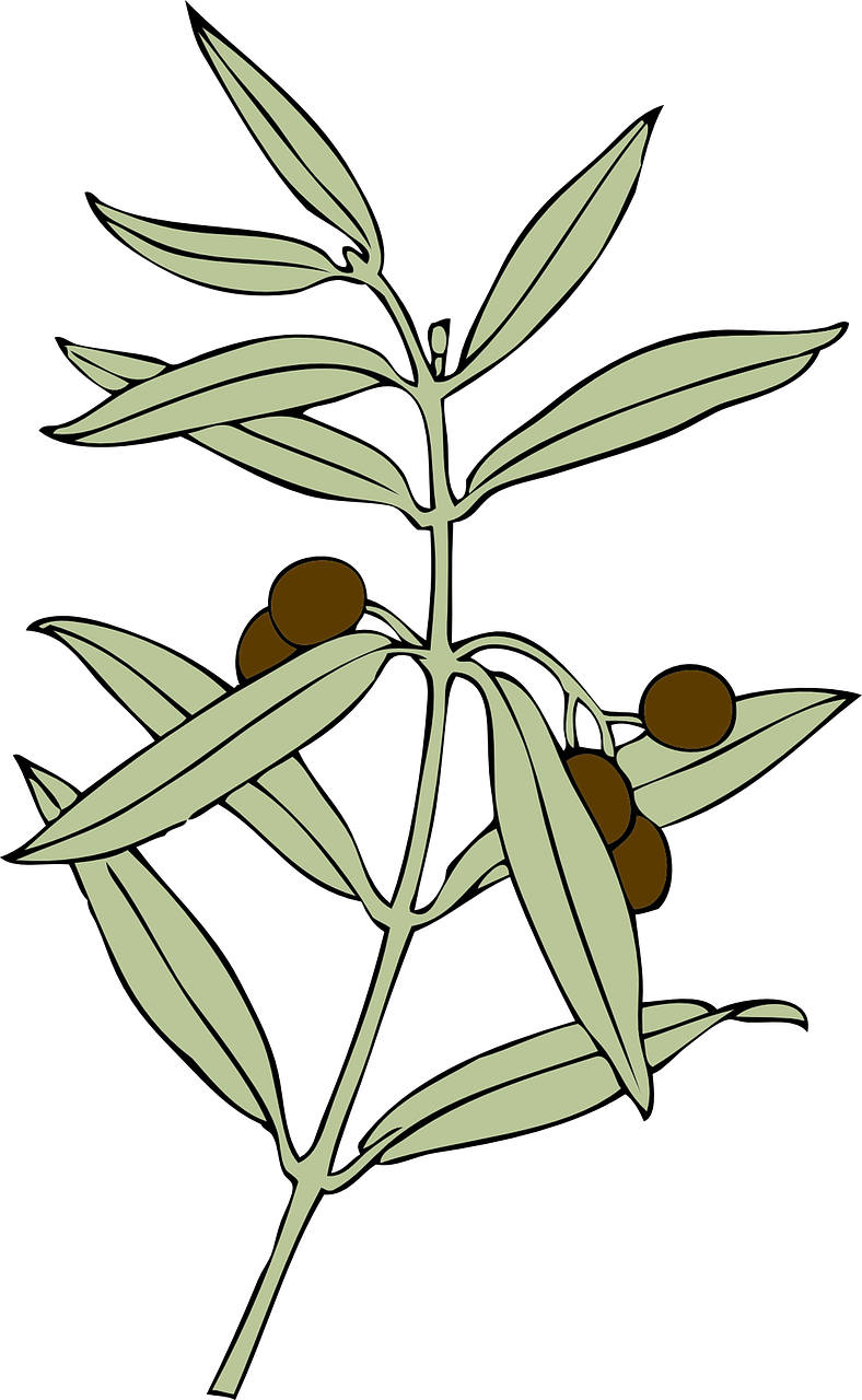 Olive Branch Illustration PNG Image