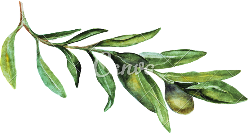 Olive Branch Watercolor Illustration PNG Image