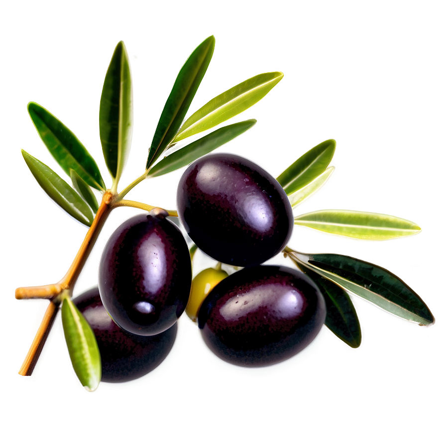 Olive Harvest Scene Png Kgq PNG Image