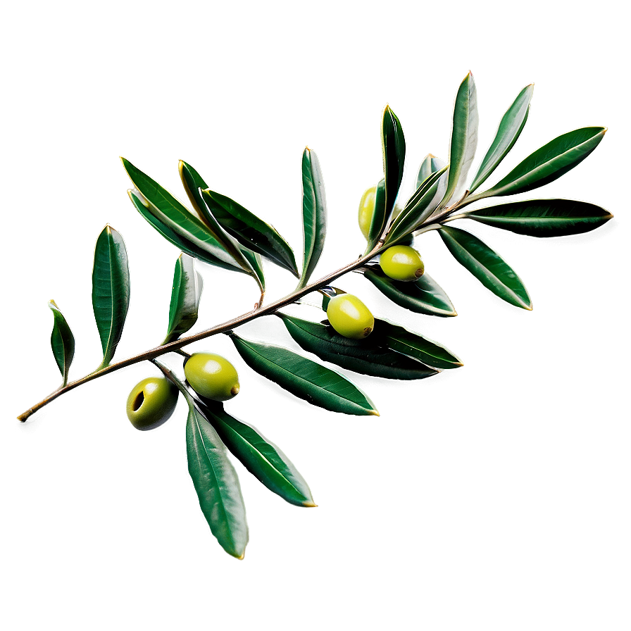 Olive Laurel Branch Png 06262024 PNG Image