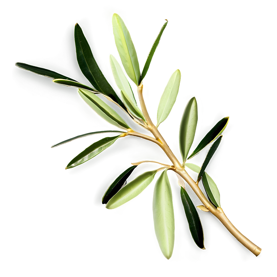 Olive Leaf Ornament Png 89 PNG Image