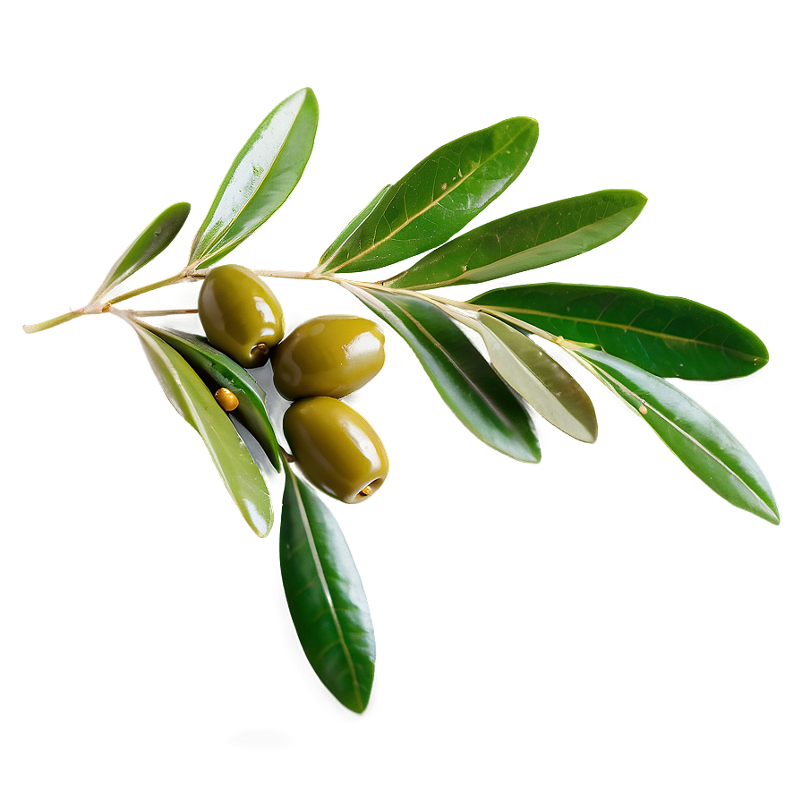 Olive Leaf Tea Png Ice95 PNG Image