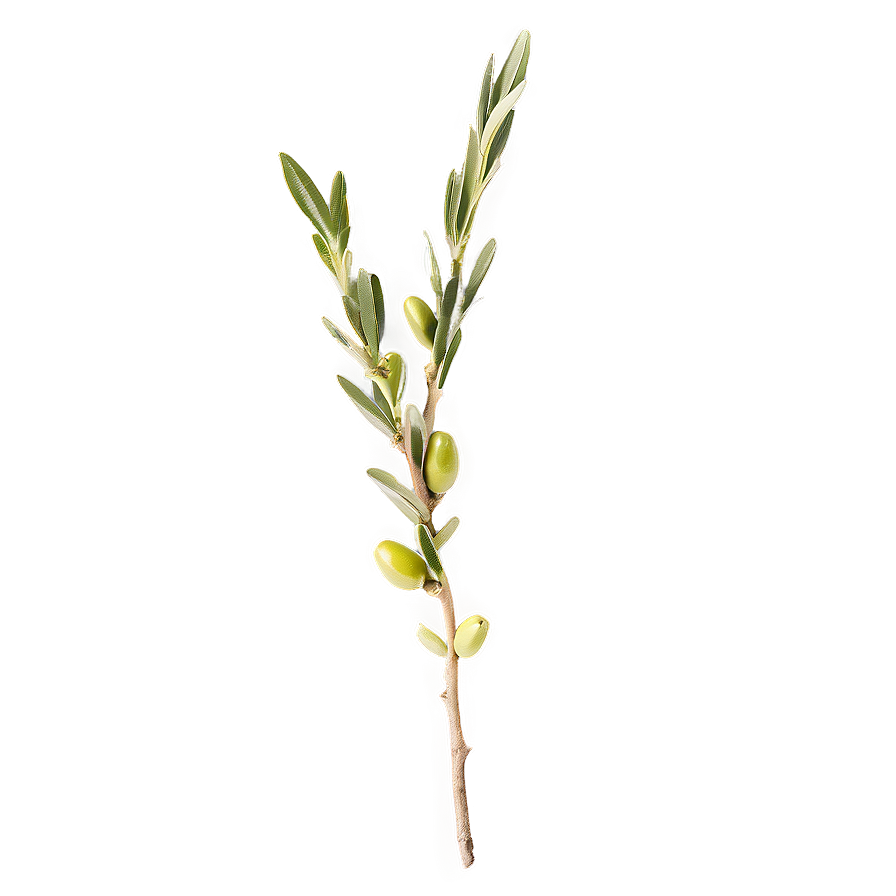 Olive Sprig Png 05242024 PNG Image