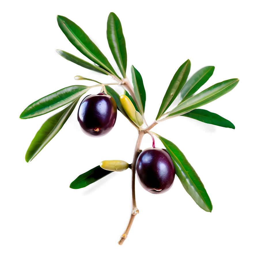 Olive Sprig Png 05242024 PNG Image