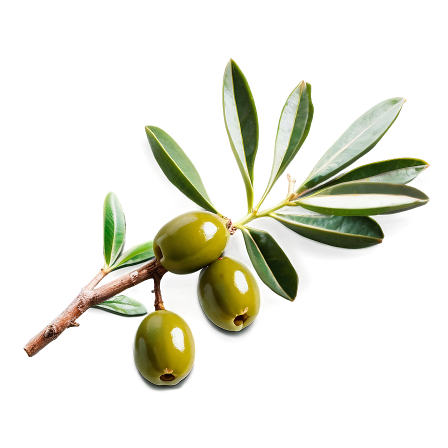 Olive Sprig Png 05242024 PNG Image