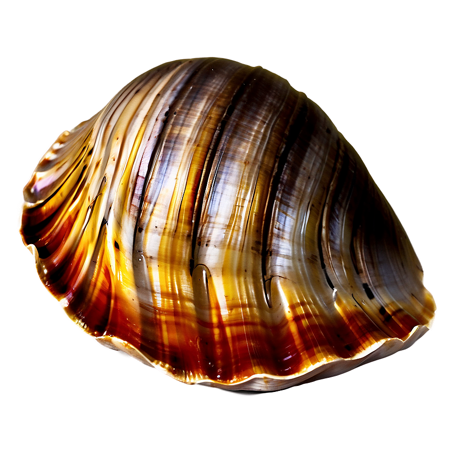 Open Clam Shell Png 2 PNG Image