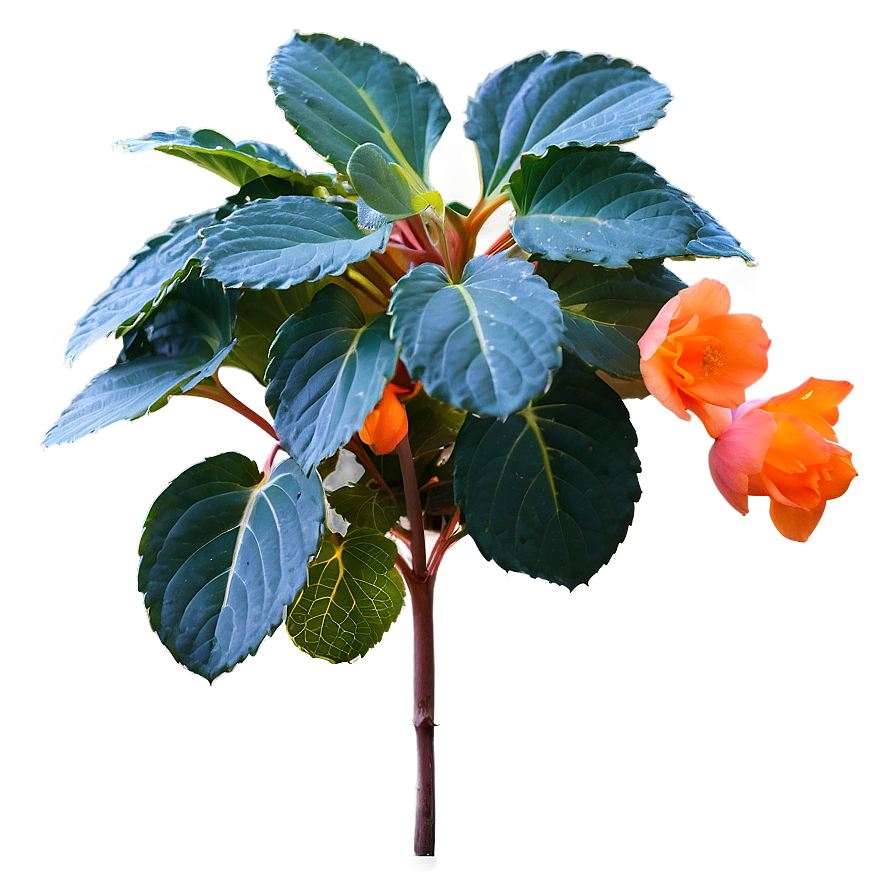 Orange Begonia Splendor Png Okt55 PNG Image