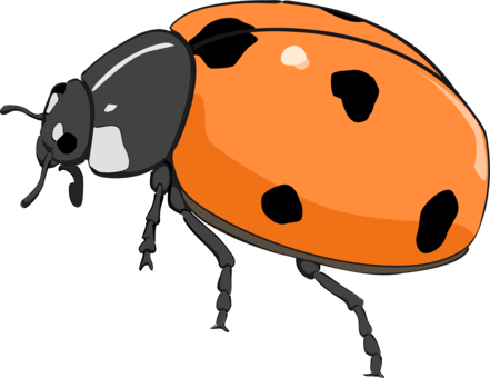 Orange Black Ladybug Illustration PNG Image