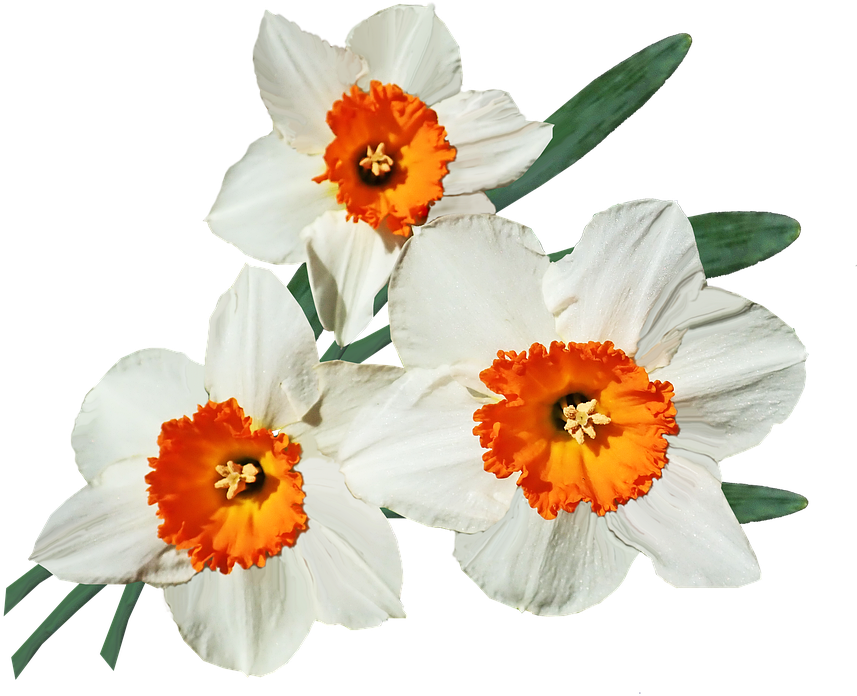 Orange Cupped Daffodils PNG Image