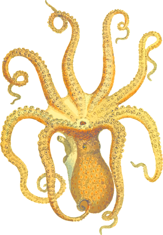 Orange Cuttlefish Illustration.png PNG Image