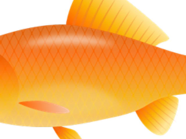 Orange Goldfish Illustration.png PNG Image