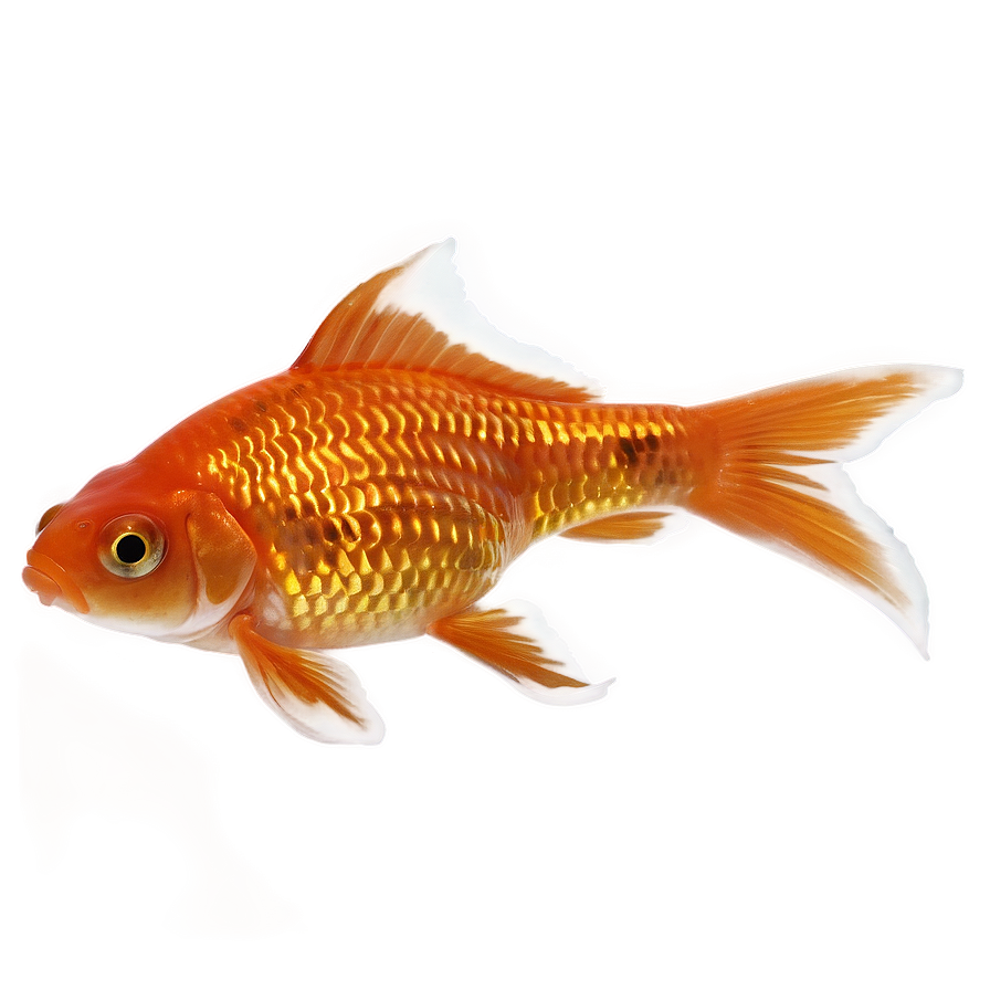 Orange Goldfish Png Alw49 PNG Image