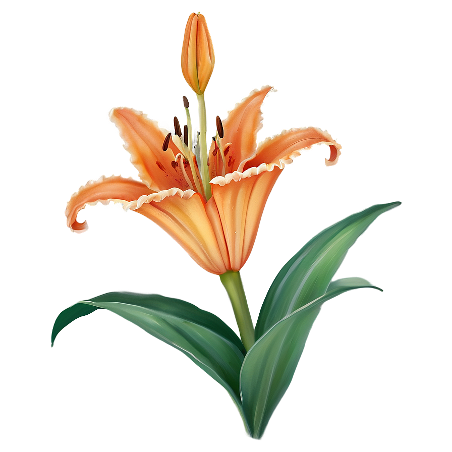 Orange Lily Elegance Png Rhp49 PNG Image