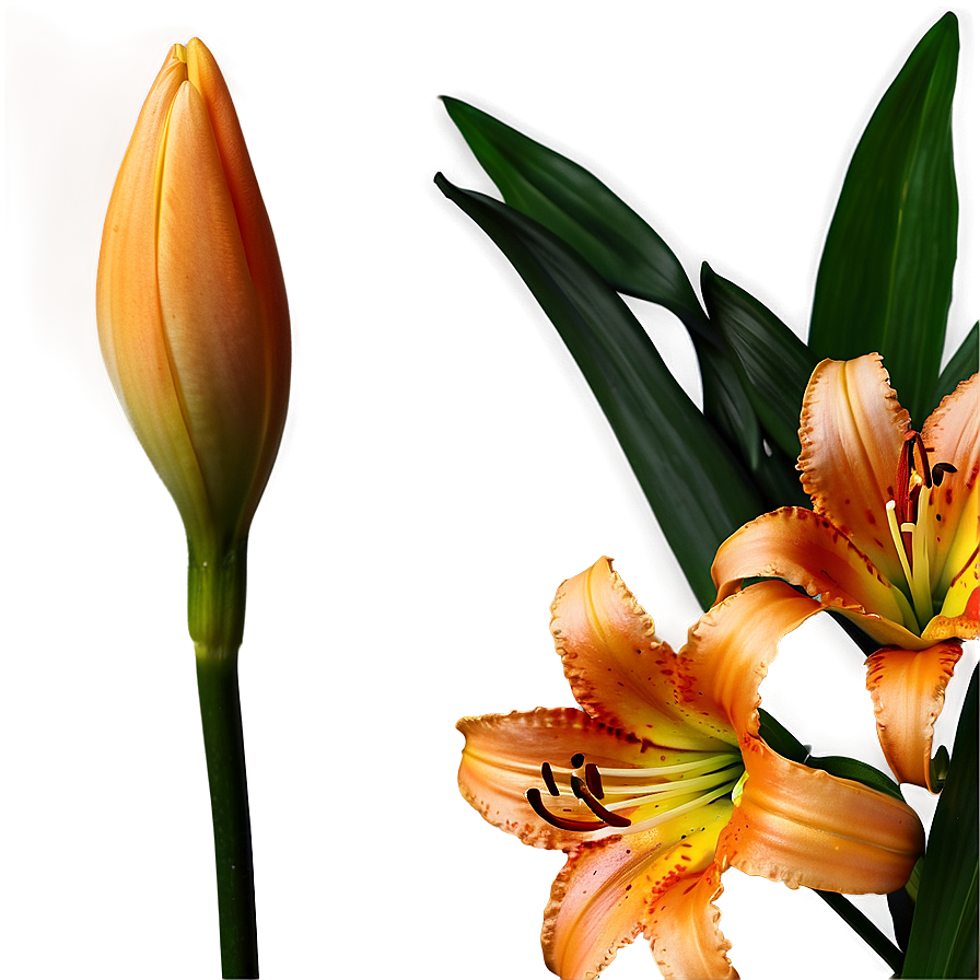 Orange Lily Flower Png Jwm PNG Image