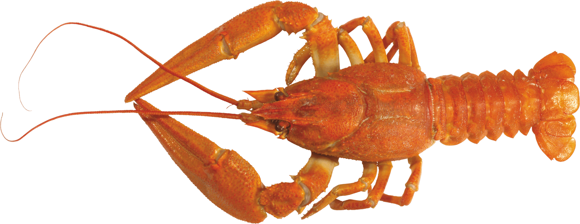 Orange Lobster Isolated Background PNG Image