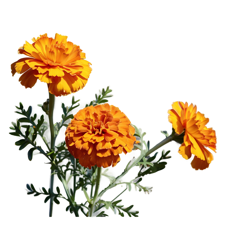 Orange Marigolds Bloom Png 06132024 PNG Image