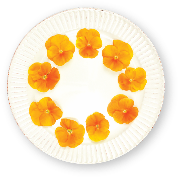 Orange Morning Glory Flowerson Plate PNG Image