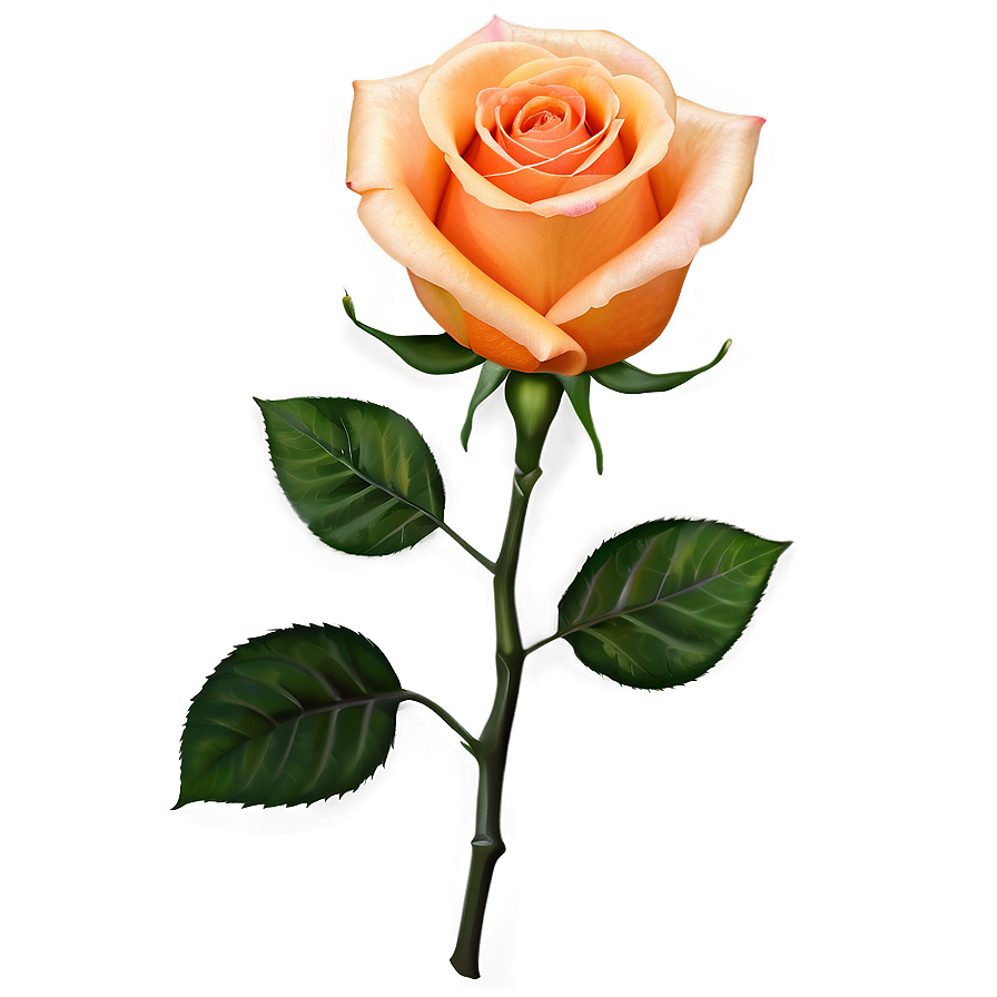 Orange Rose Png 04292024 PNG Image