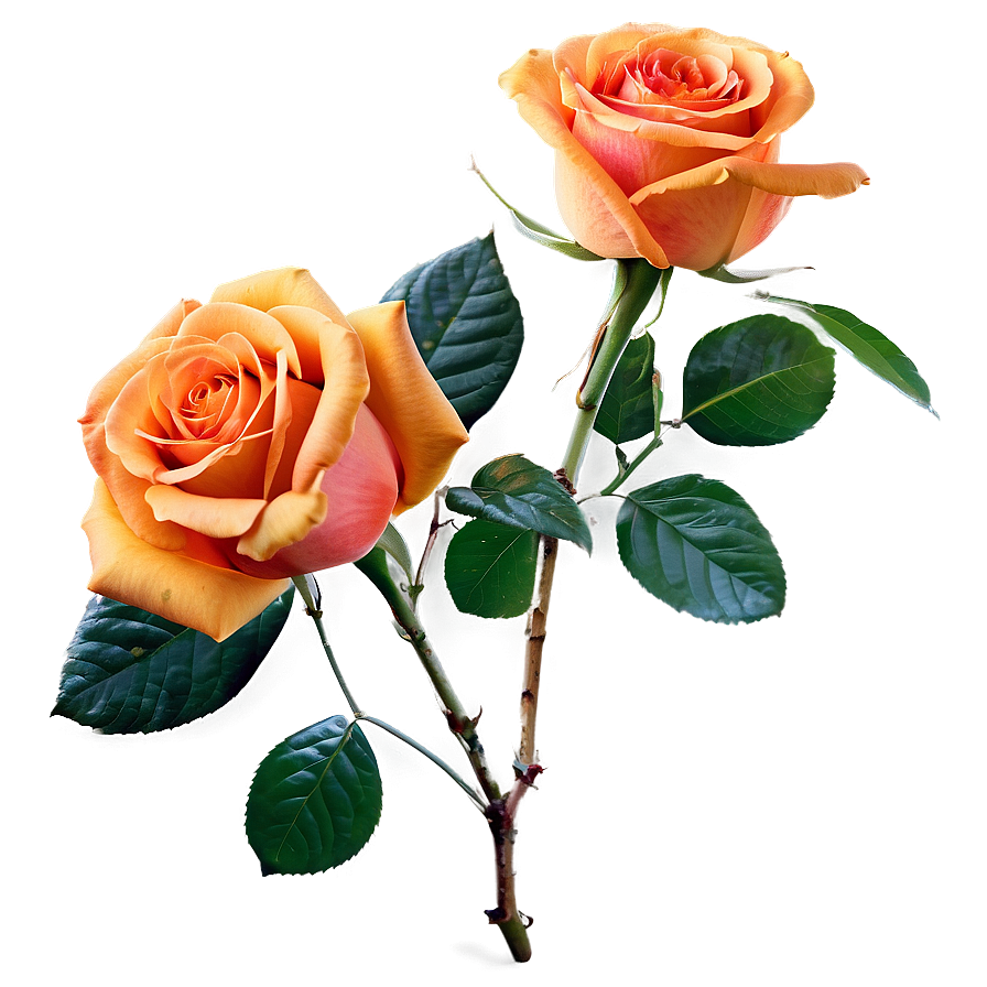 Orange Roses Sunset Png 05042024 PNG Image