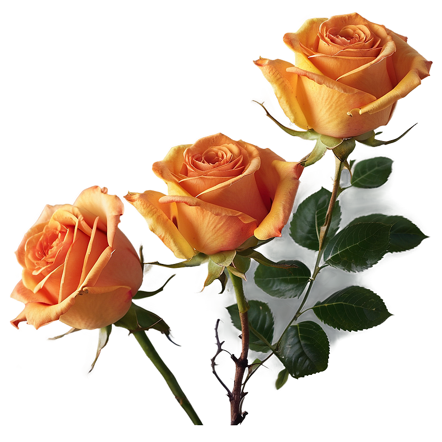 Orange Roses Sunset Png Egk PNG Image