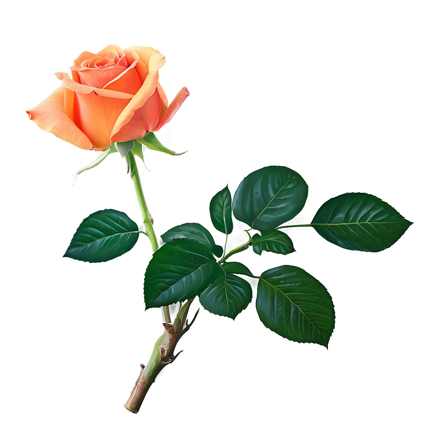 Orange Roses Sunset Png Jba26 PNG Image