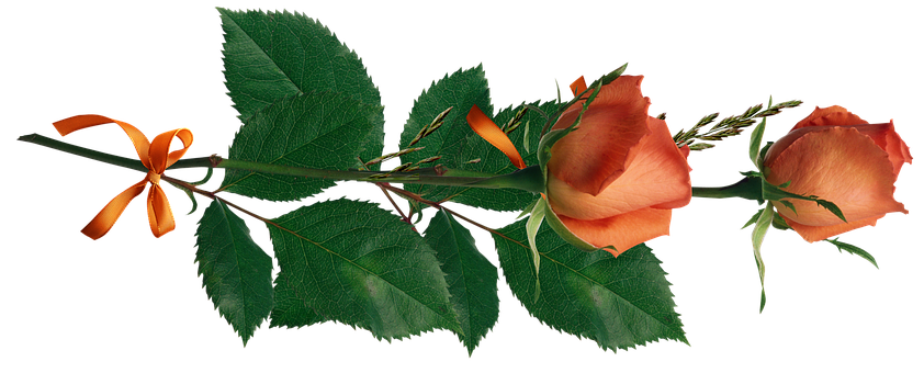 Orange Rosewith Ribbonon Black Background PNG Image