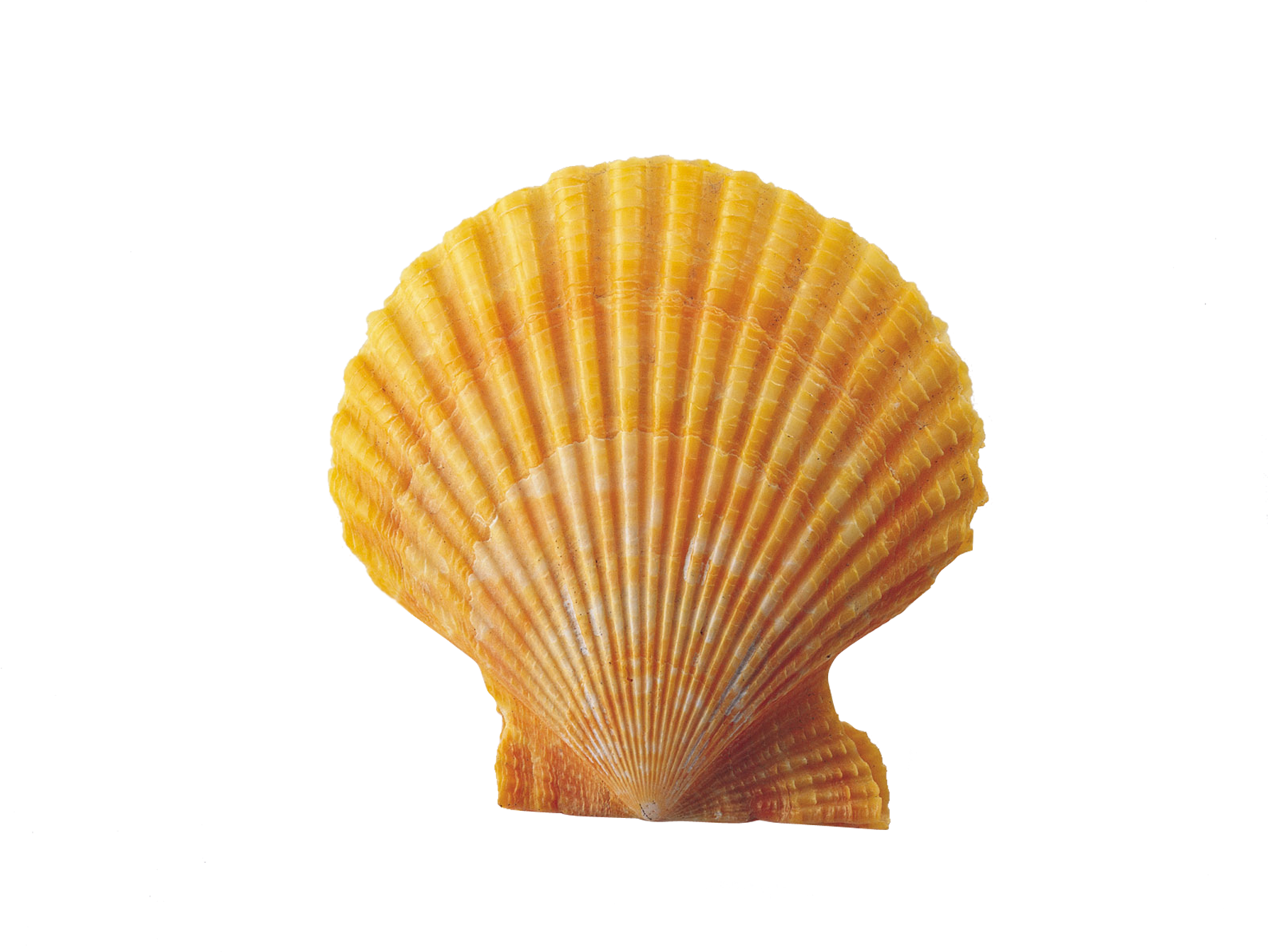 Orange Scallop Shell Isolated PNG Image