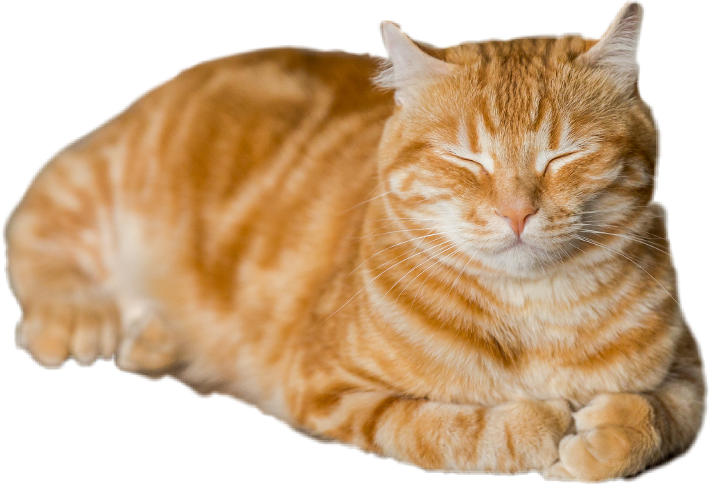 Orange Tabby Cat Resting PNG Image