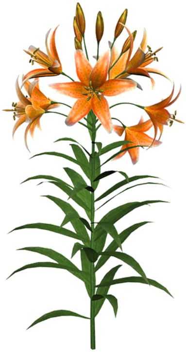 Orange Tiger Lily Flower PNG Image