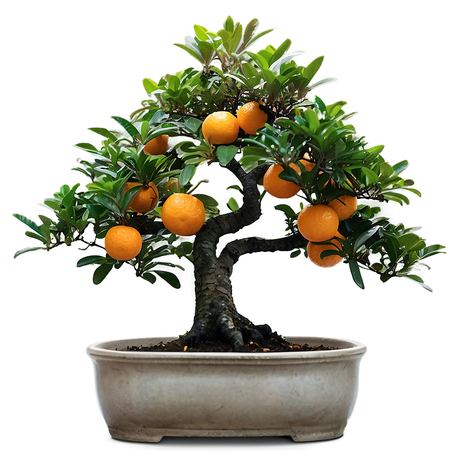 Orange Tree Bonsai Png 36 PNG Image