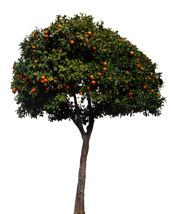 Orange Tree Full Bloom PNG Image