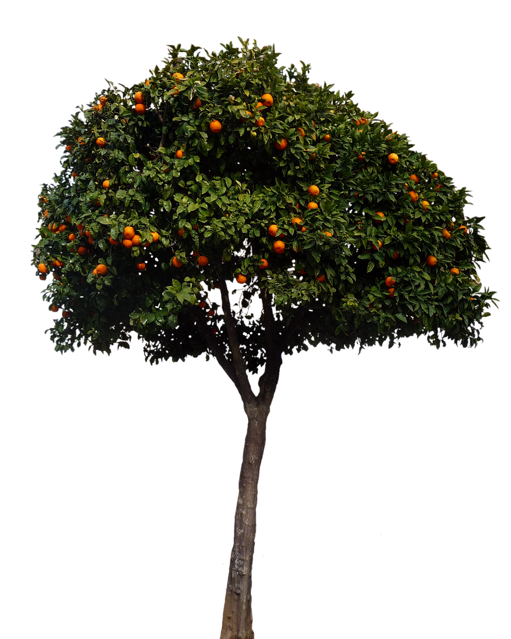 Orange Tree Fullof Fruit PNG Image