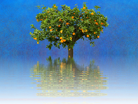 Orange Tree Reflection Water PNG Image