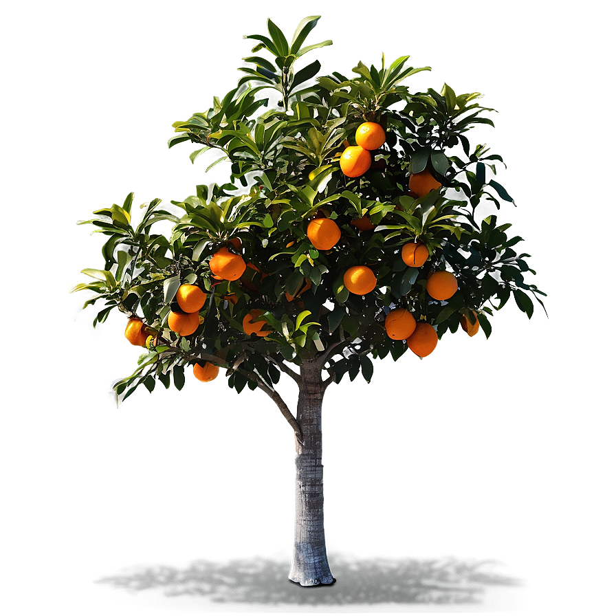 Orange Tree Sunrise Png 2 PNG Image