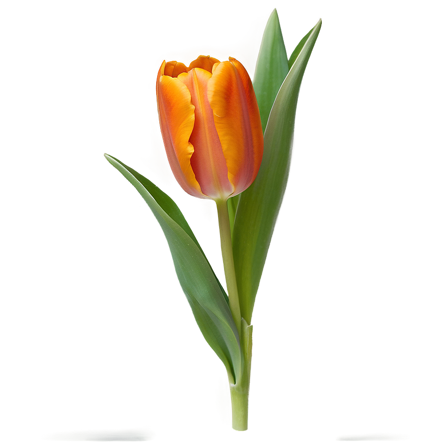 Orange Tulip Png Pnr86 PNG Image