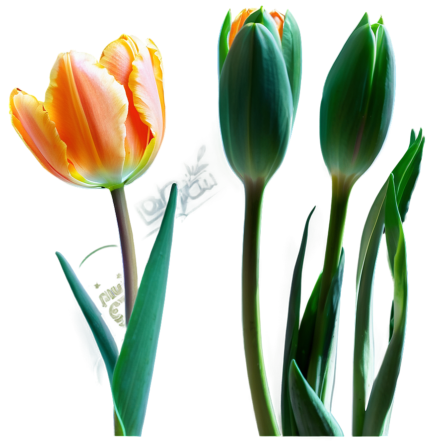 Orange Tulips Glow Png 2 PNG Image