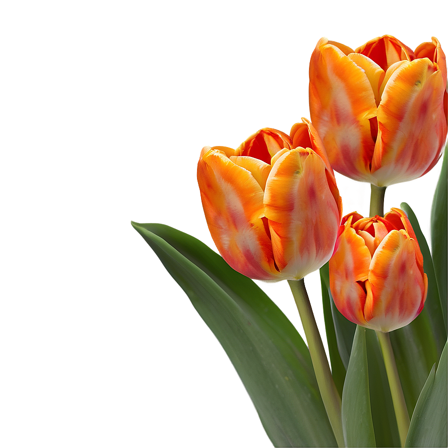 Orange Tulips Glow Png Yuv PNG Image