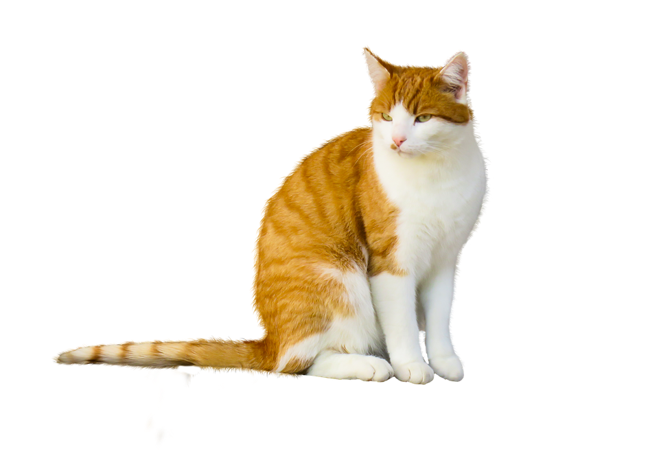 Orangeand White Cat Sitting PNG Image