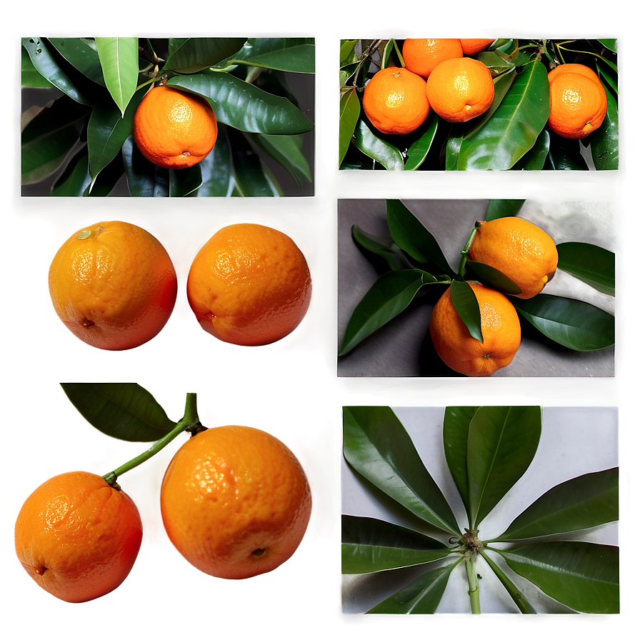 Oranges Flat Lay Png 44 PNG Image