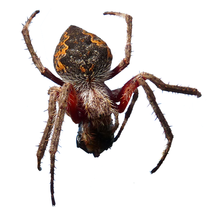 Orb Weaver Spider Closeup PNG Image