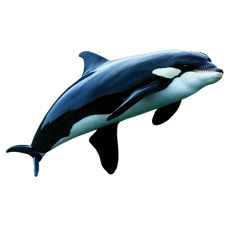 Orca And Dolphins Png 05242024 PNG Image