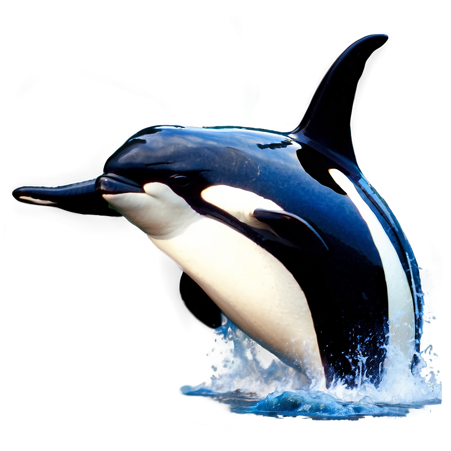 Orca In Marine Park Png Law89 PNG Image