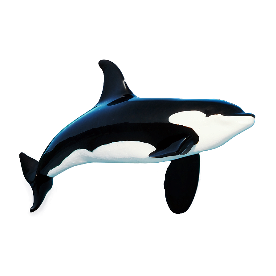 Orca In Ocean Png 36 PNG Image