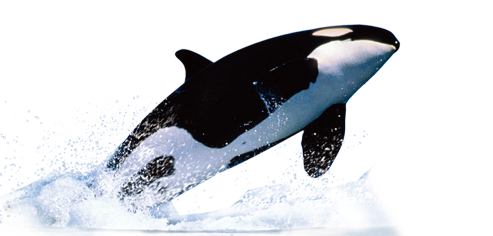 Orca Leaping Outof Water PNG Image