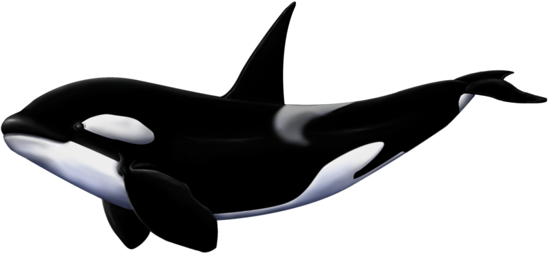 Orca Whale Illustration PNG Image